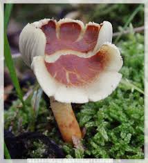 Teelie's fairy garden is your ultimate source for all things fairy garden. Gekrulde Pannekoek Okt14 Garden Mushrooms Mushroom Pictures Edible Fungi