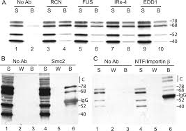 Image result for White 1997 AAV