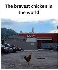 Funny And Brave Chicken Vs Kfc Memes Starco Wallpaper
