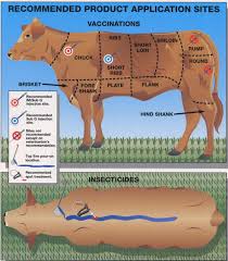 top reasons cattle vaccines fail panhandle agriculture