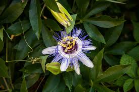 Sa belle chair épaisse n'est pas sans rappeler celle de l'aubergine. Grenadille Origine Culture Entretien Ooreka
