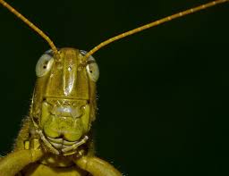 Short Horned Grasshopper Face Grasshopper Beautiful Bugs Insects