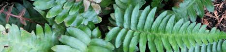 Image result for Blechnum punctulatum