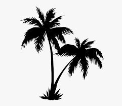 Date palm tree coloring pages. Palm Trees Png Black Realistic Palm Tree Drawings Transparent Png Kindpng