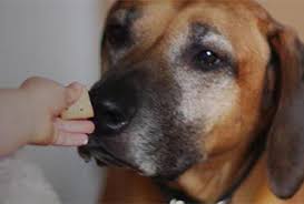 Our uk based claim team will help support you through. Compare Cheap Pet Insurance Quotes Compare The Market