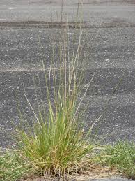 Image result for Sporobolus coromandelianus