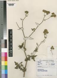 Image result for Berkheya bipinnatifida