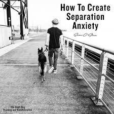 The Good Dog Training And Rehabilitation