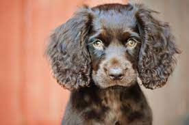 Usda certified breeders · up to date vaccinations · health warranty Valley Way Kennels