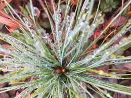 Dewy Pine by Danielle Lehoux