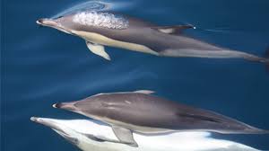 20 50 Off Boat Tours Day Cruises Near Tauranga Mount Maunganui
