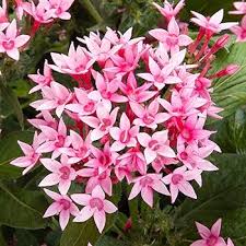 Image result for Pentas schumanniana