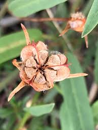 Image result for Cienfuegosia gerrardii