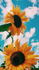 Kuota gratis indosat 1 gb 3 hari / kuota internet. Iphone Backgrounds Sunflower Iphone Backgrounds Wallpaper Aesthetic Novocom Top