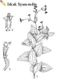 Image result for Adenostemma viscosum