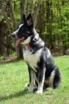Panda GSD | K9 Pines Home of the Blue, Brindle, Isabella ...