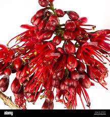 Image result for Schotia