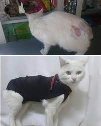 kedi ve kopekler yaralarini neden yalarlar ajanimo