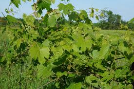 Green wild vine leaves in garden above blurred pathway. Local Food Along The Grapevine