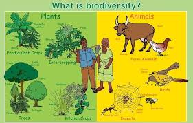 Image result for biodiversity