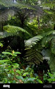 Image result for Cyathea manniana