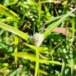 Image result for Kyllinga odorata