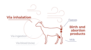 Image result for Q Fever