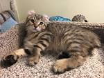 Highland Lynx Ranch - Highlander/Highland Lynx Kittens