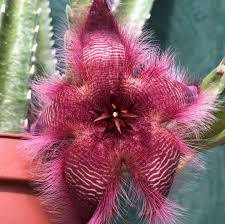 Image result for Mostuea hirsuta