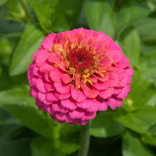 They are hot weather lovers and will sit and wait for the temperature to warm up before really starting to grow. Zinnias Plant Care Growing Guide