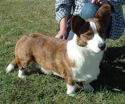 These squat, strong, and long dogs. Welsh Corgi Cardigan Wikipedia
