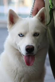 Beyaz Kurk Mavi Gozlu Kishu Inu Sibirya Kurdu Husky Inu Mutlu Kopek Sevimli Evcil Hayvan Kopek Yavrusu Kopek Tapilasi Pikist