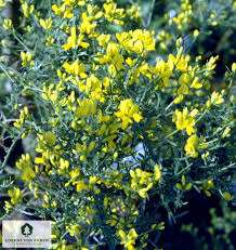 Image result for Genista