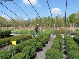 Most wholesale nurseries also carry perennials, annuals, container plants, and native plants. Bild Ergebnis Fur Lokale Gartencenter Bild Ergebnis Fur Lokale Gartencenter Im Family Garden Refrence Garden Center Nursery Near Me Ground Cover Plants