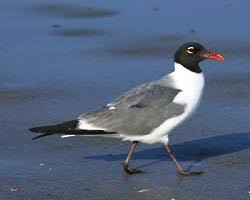 Image result for seagull