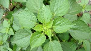 Image result for Acalypha fruticosa