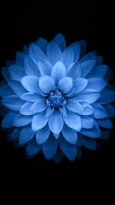 Blue Lotus Ios 8 Pattern Art Iphone 5s Wallpaper Blue Flower Wallpaper Iphone 5s Wallpaper Hd Flower Wallpaper Here you can find the best lotus hd wallpapers uploaded by our community. blue lotus ios 8 pattern art iphone