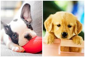 During this time of year, paws receives many young, motherless kittens. 100 Puppies Kittens Cats Dogs Up For Adoption In Gold Coast On Sunday Gold Coast Chicago Dnainfo