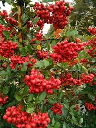 Image result for Pyracantha coccinea red column