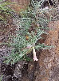 Image result for Pterodiscus elliottii