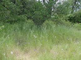 Image result for Tricalysia semidecidua