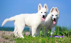 Pagesbusinesseslocal servicepet servicepet breederdog breedergerman shepherd puppies for sale. White Swiss Shepherd A Shepherd Dog Like No Other Holidogtimes
