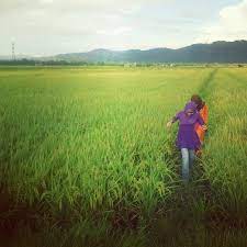 Sawah padi bali subak adalah sebuah organisasi yang dimiliki oleh masyarakat petani di bali yang khusus mengatur tentang. Wonderfull Sawah Padi In Kedah Malaysia Malaysia Kedah Photography