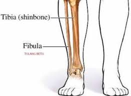 Tulang tengkorak merupakan salah satu bagian tulang yang penting dalam sistem rangka manusia. 9 Fungsi Tulang Betis Beserta Anatomi Dan Penjelasannya Lengkap