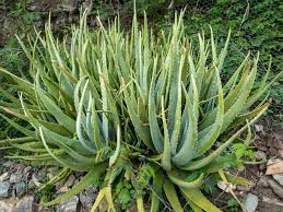 Image result for Aloe barendii