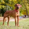 Rhodesian Ridgeback Puppies For Sale Near Centreville, VA ...