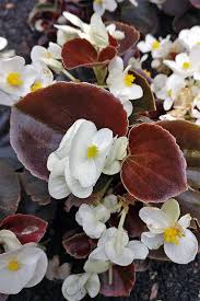 How To Grow Wax Begonias An Old Fashioned Annual Gardener S Path Plants Begonia Shade Garden Plants
