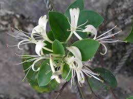 Image result for Lonicera confusa