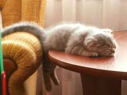 Miskin Kediler Ve Yavrulari Cute Kittens Hayvan Bebekler