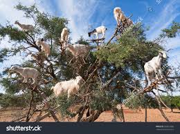 Résultat de recherche d'images pour "goats in argan tree"